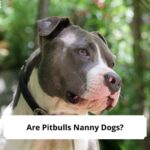 Are-Pitbulls-Nanny-Dogs-template