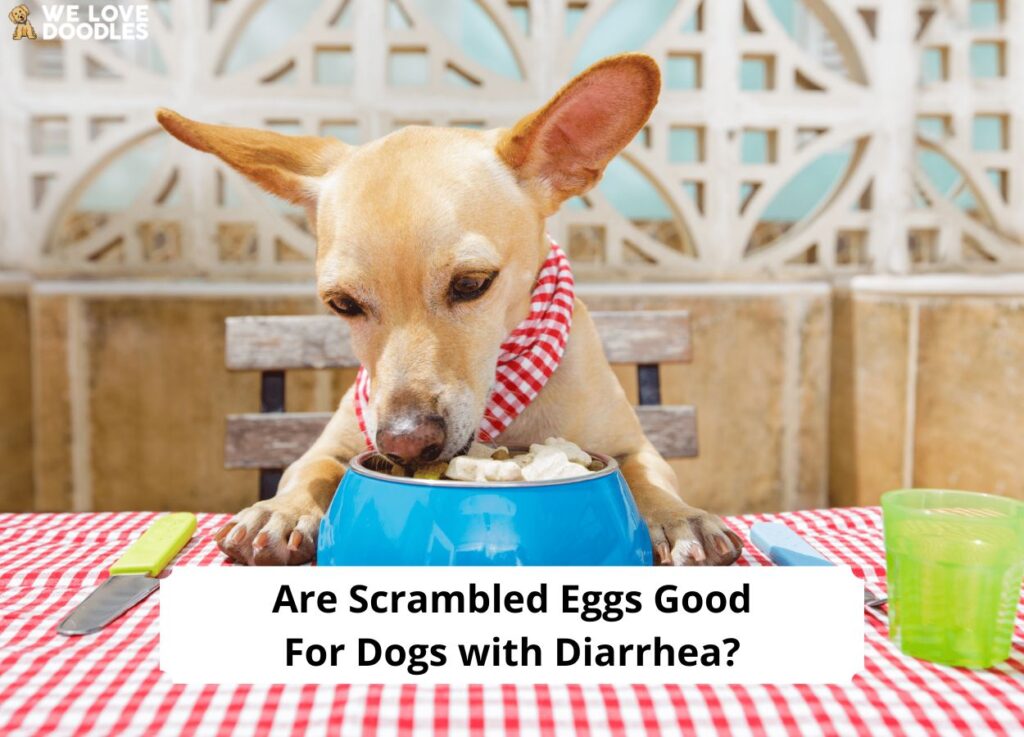 are-scrambled-eggs-good-for-dogs-with-diarrhea-what-you-need-to-know