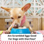 Are-Scrambled-Eggs-Good-For-Dogs-with-Diarrhea-template