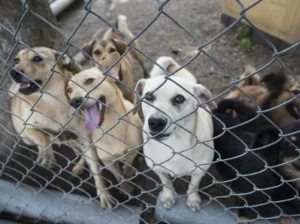Ark-Animal-Rescue-and-Adoption