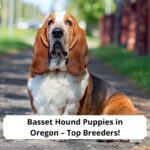 Basset-Hound-Puppies-in-Oregon-–-Top-Breeders-template