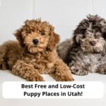 Best-Free-and-Low-Cost-Puppy-Places-in-Utah-template