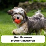 Best-Havanese-Breeders-in-Alberta-template