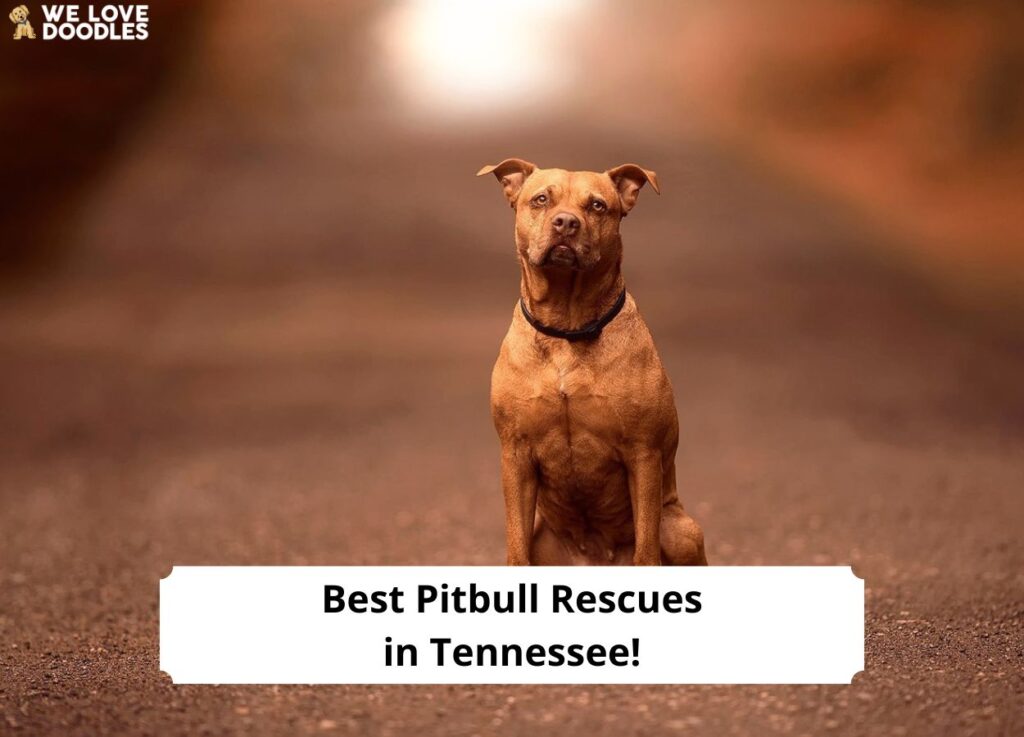 Best-Pitbull-Rescues-in-Tennessee-template