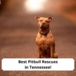 Best-Pitbull-Rescues-in-Tennessee-template