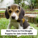 Best-Places-to-Find-Beagle-Puppies-for-Sale-Under-500-template