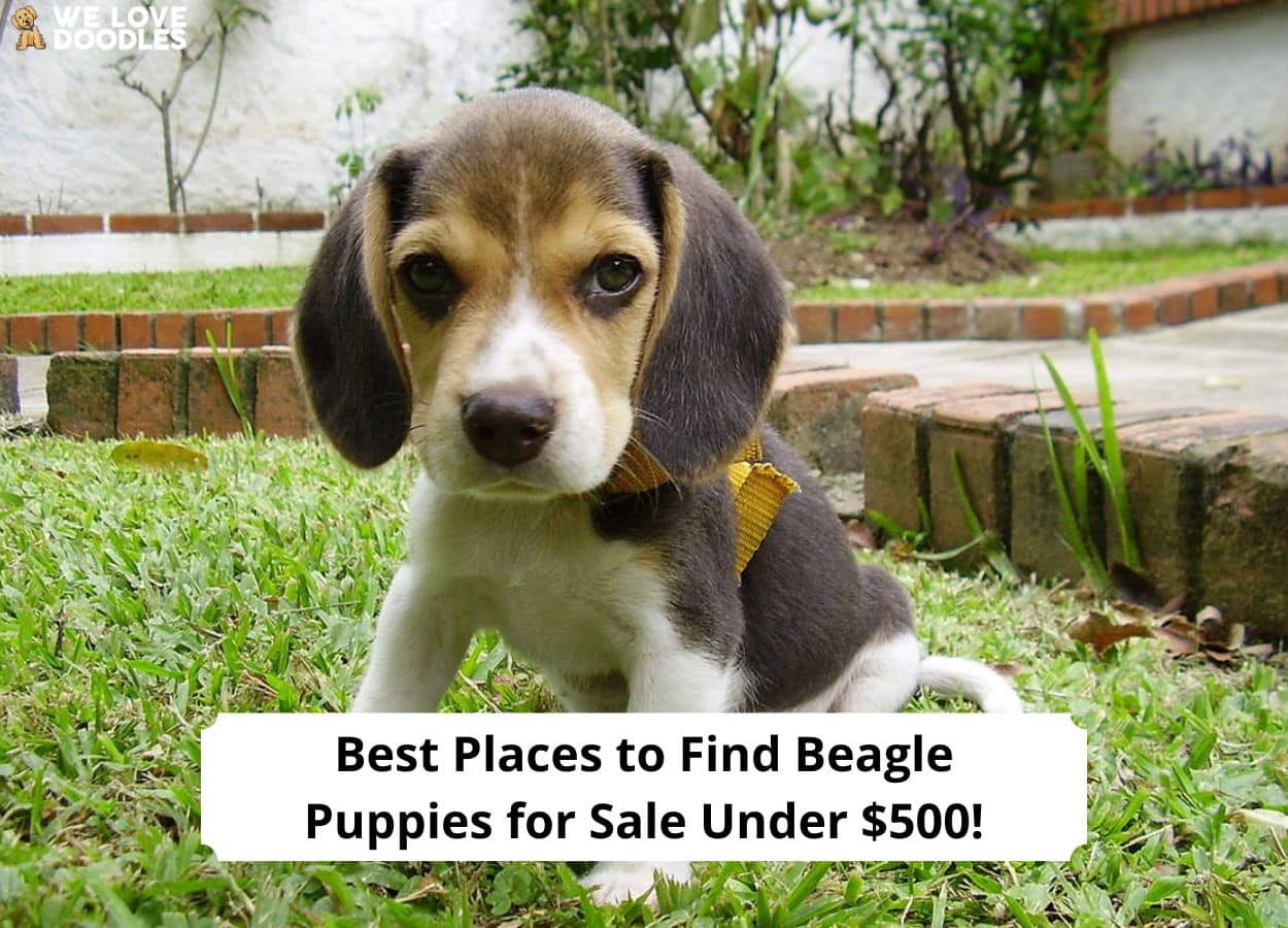 Puppies for sale near me best sale under $500