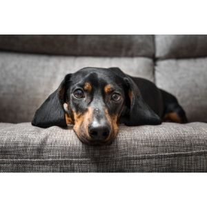 Best-Places-to-Find-Dachshund-Puppies-for-Sale-Under-500