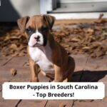 Boxer-Puppies-in-South-Carolina-Top-Breeders-template
