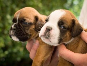 Boxer puppies for sale under $500