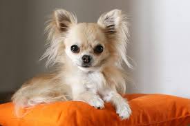 CRT- Chihuahua Rescue and Transport