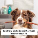 Can-Bully-Sticks-Cause-Diarrhea-How-To-Treat-It-template