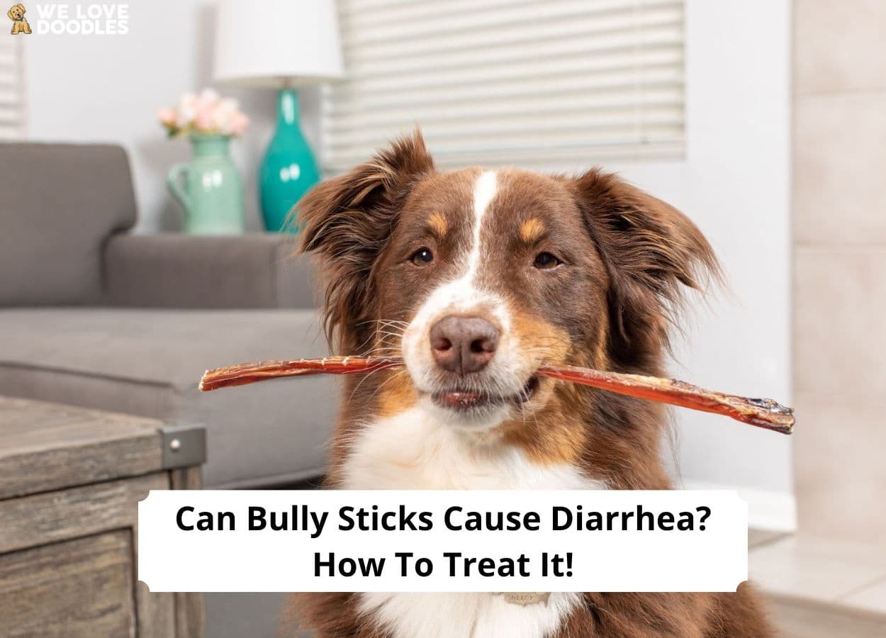 can bully stick make puppy sick