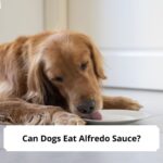 Can-Dogs-Eat-Alfredo-Sauce-template