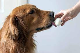Can Dogs Eat Deviled Eggs?