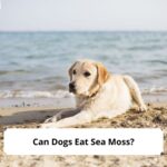 Can-Dogs-Eat-Sea-Moss-template
