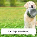 Can-Dogs-Have-Miso-template