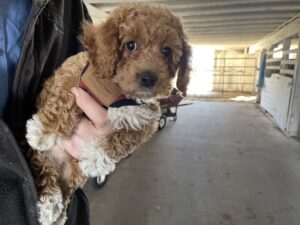Canine-Collective-Ohio-Dog-Rescue