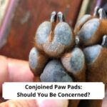 Conjoined-Paw-Pads-Cloven-Paws-Should-You-Be-Concerned-template