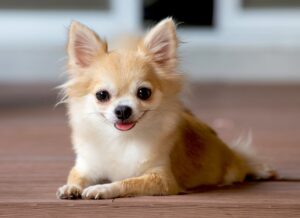 Cost of Dog Food for Chihuahuas