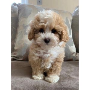 Maltipoo for sale hot sale near me craigslist