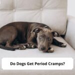 Do-Dogs-Get-Period-Cramps-template