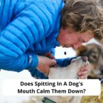 Does-Spitting-In-A-Dogs-Mouth-Calm-Them-Down-template