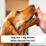 Dog-Ate-1-Mg-Ativan-What-Should-You-Do-template