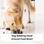 Dog-Bobbing-Head-Around-Food-Bowl-template
