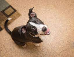 FAQ Dog Rescues in Rochester