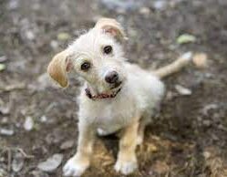 Dog Rescues in South Dakota