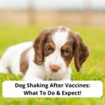 Dog-Shaking-After-Vaccines-What-To-Do-Expect-tempplate