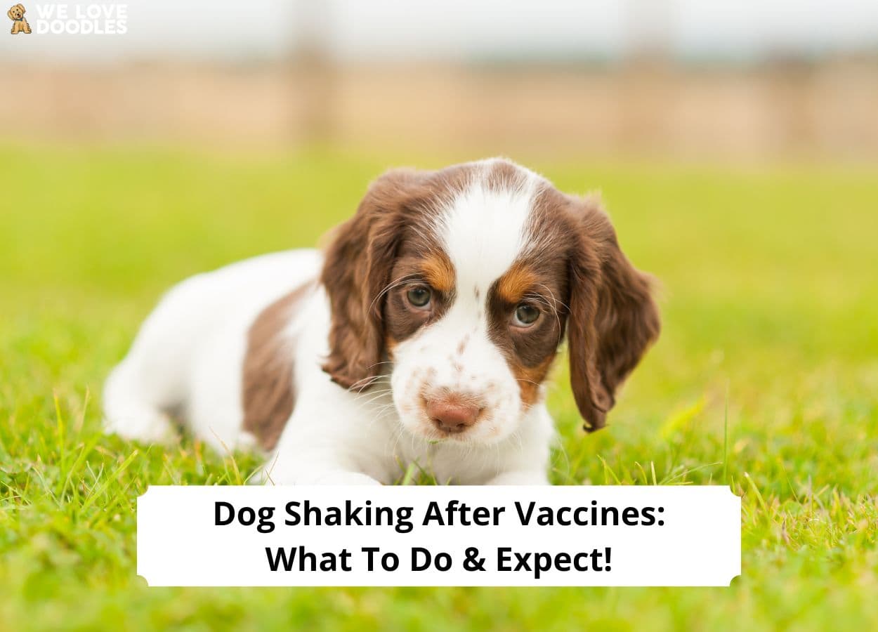 Dog Shaking After Vaccines: What to Do & Expect! (2023) - We Love Doodles