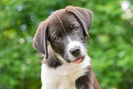 Dog-Unlimited-Rescue