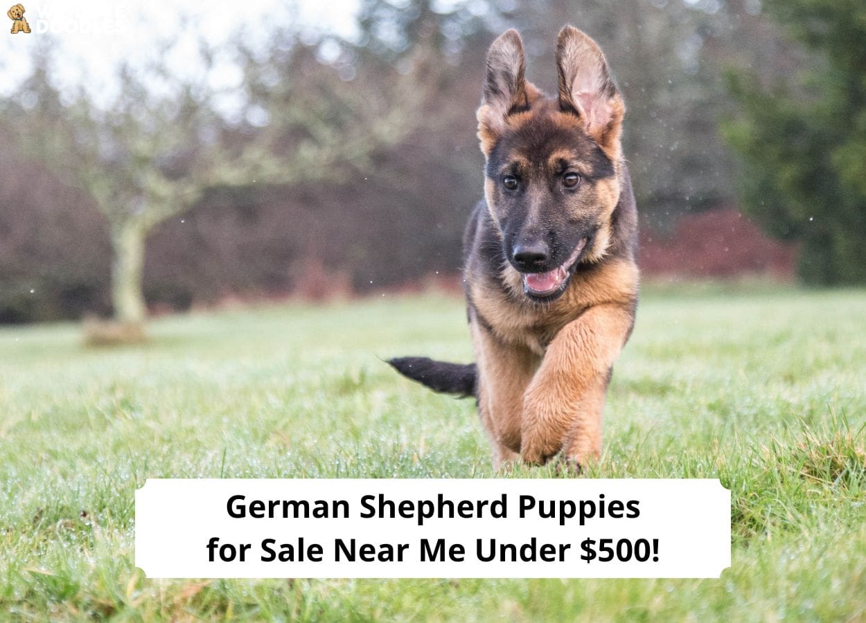 German Shepherd Puppies for Sale Near Me Under $500! (2024) - We Love ...