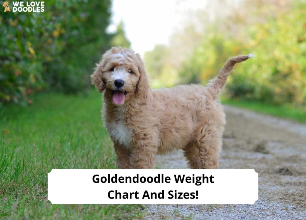 Goldendoodle Weight Chart and Sizes! (2023) We Love Doodles