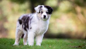 Good Dog