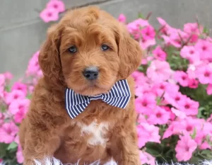 https://welovedoodles.com/wp-content/uploads/2023/02/Happytail-Puppies-e1676451021536-300x233.webp