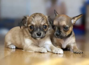 Home of Cute Puppies