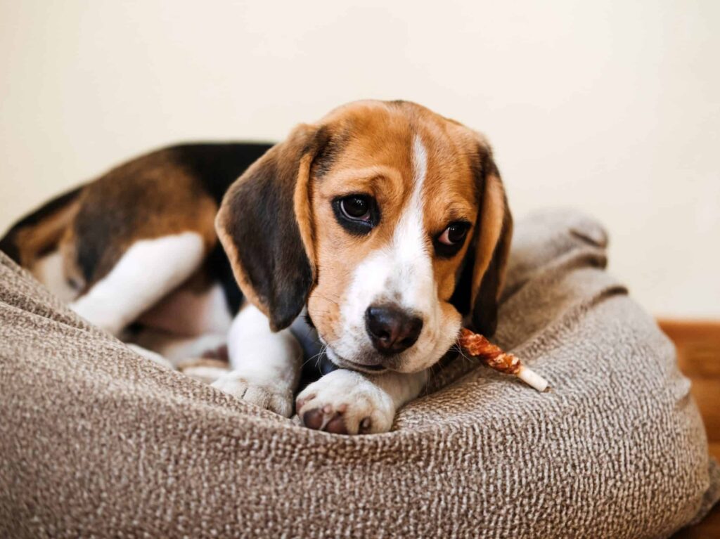 Can Bully Sticks Cause Diarrhea? How to Treat It!