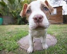 How To Fix East West Feet In Dogs Common Causes, What To Do, And More