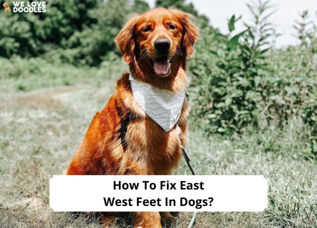 How to Fix East-West Feet in Dogs: Common Causes, What to Do, and More