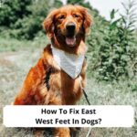 How-To-Fix-East-West-Feet-In-Dogs-template