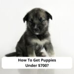 How-To-Get-Puppies-Under-700-template