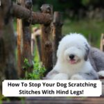 How-To-Stop-Your-Dog-Scratching-Stitches-With-Hind-Legs-template