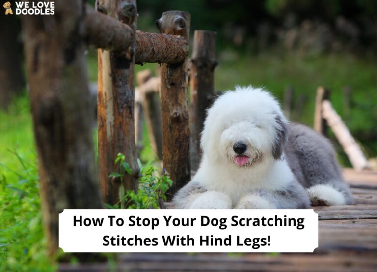 How-To-Stop-Your-Dog-Scratching-Stitches-With-Hind-Legs-template