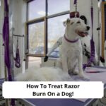 How-To-Treat-Razor-Burn-On-a-Dog-template
