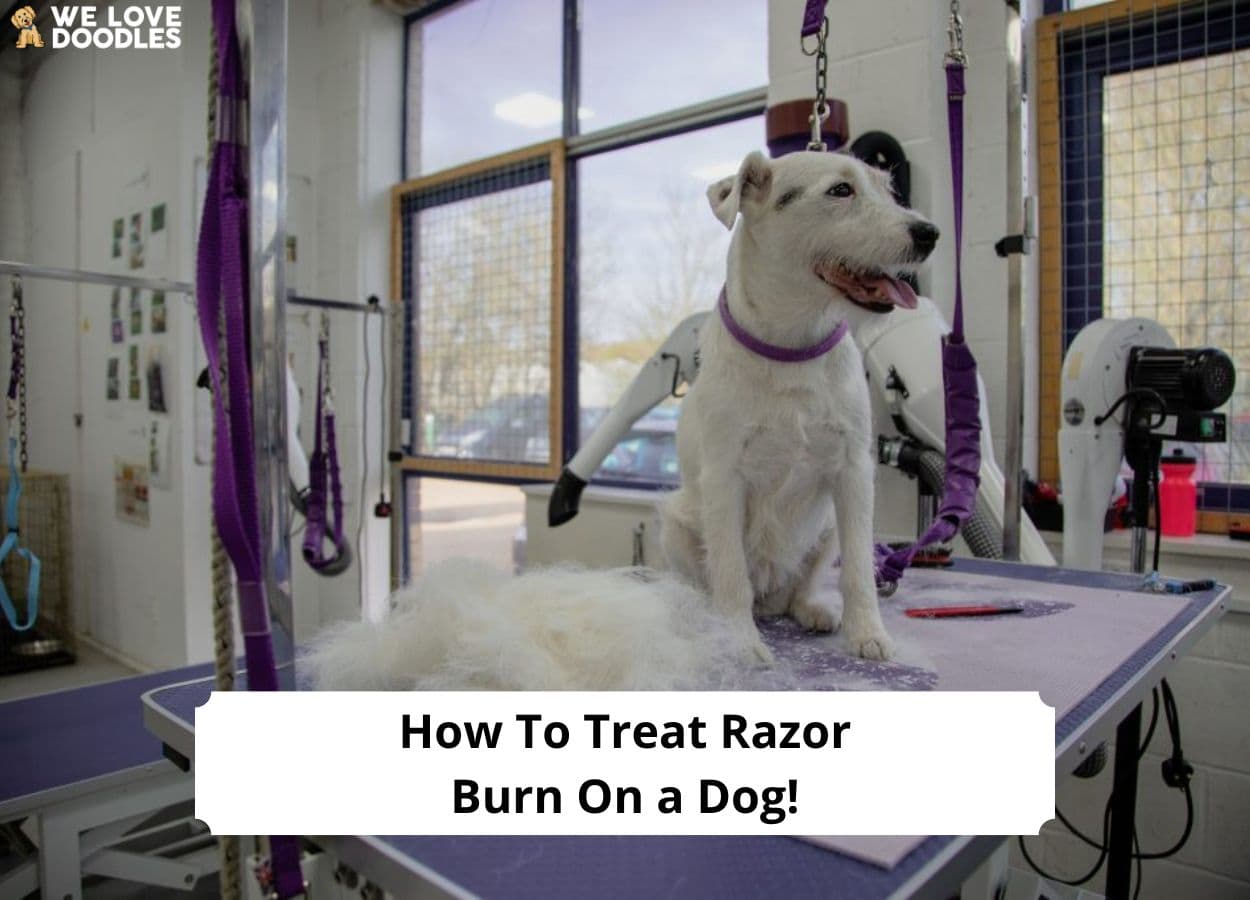 How to Treat Razor Burn on a Dog! (2024) We Love Doodles