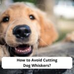 How to Avoid Cutting Dog Whiskers-template