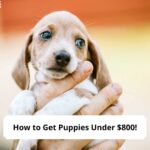 How-to-Get-Puppies-Under-800-template